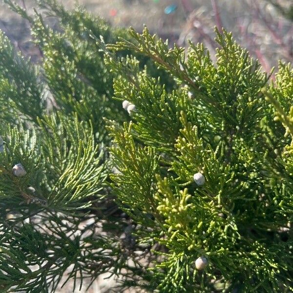 Juniperus sabina ഇല