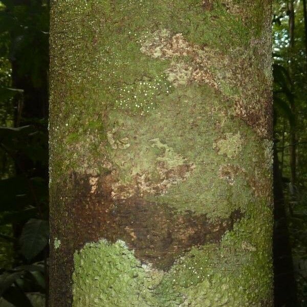 Licania hypoleuca Bark