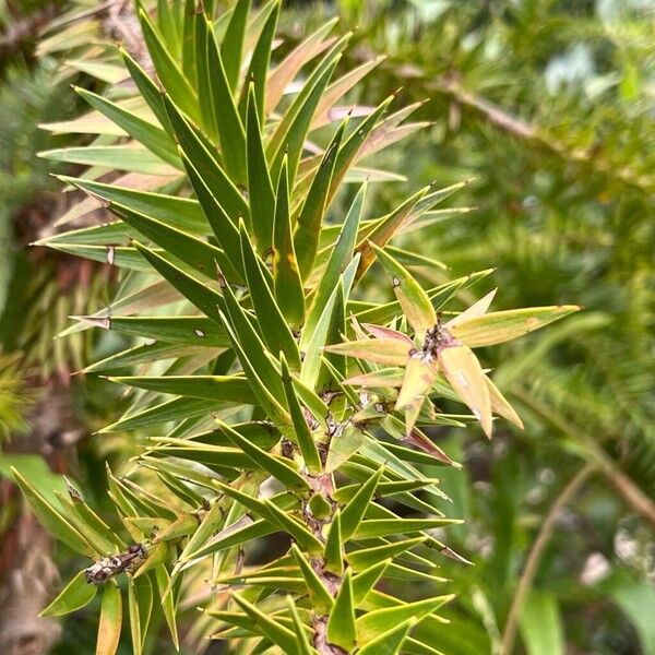 Araucaria angustifolia 葉