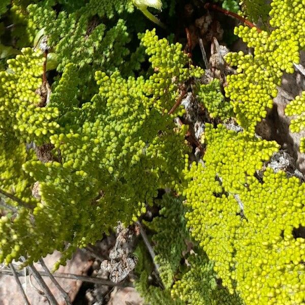 Hemionitis myriophylla List