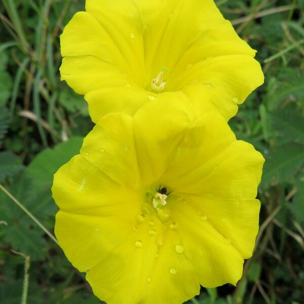 Camonea umbellata Blomst