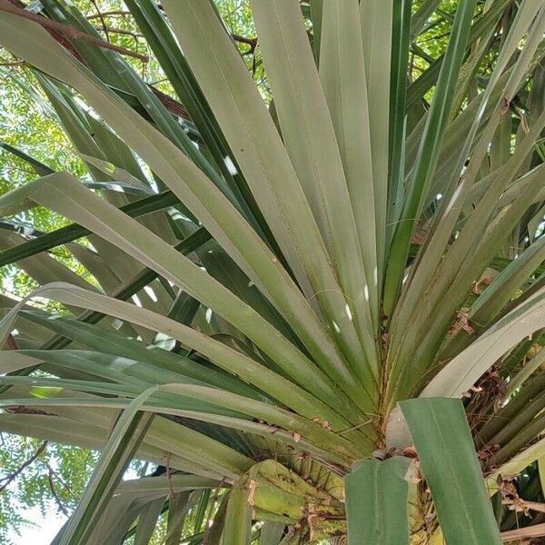 Pandanus utilis Feuille