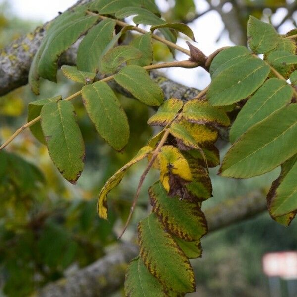 Juglans cinerea Лист