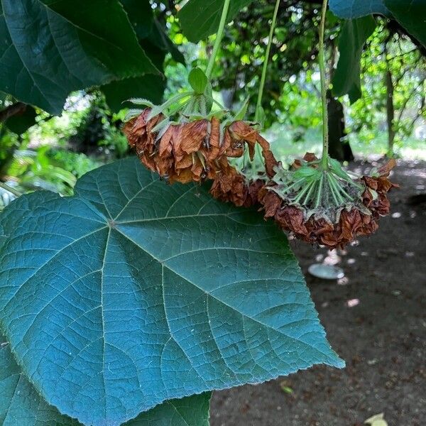 Dombeya burgessiae Flor