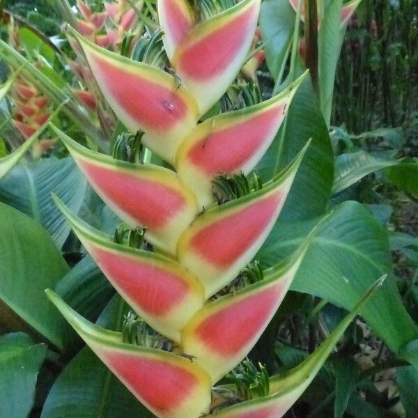 Heliconia wagneriana Blomst