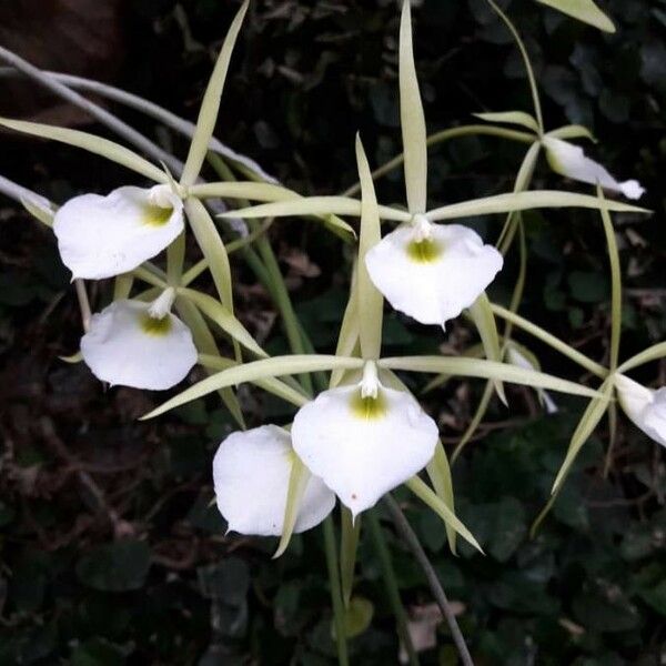 Brassavola tuberculata 花