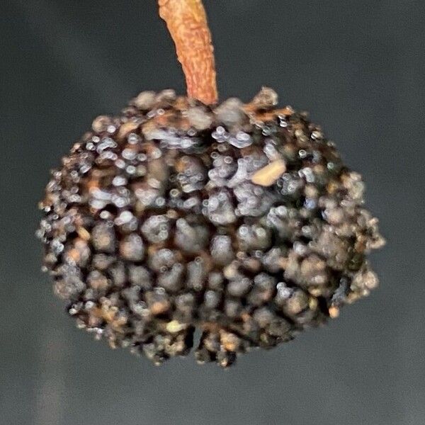 Guazuma ulmifolia Fruit