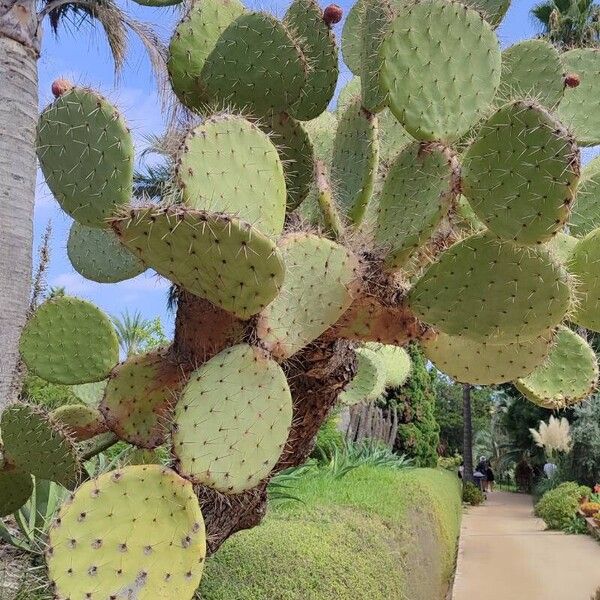 Opuntia robusta موطن