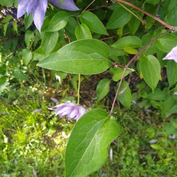 Clematis viticella Foglia