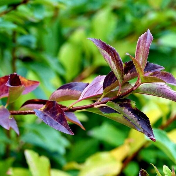 Forsythia viridissima पत्ता