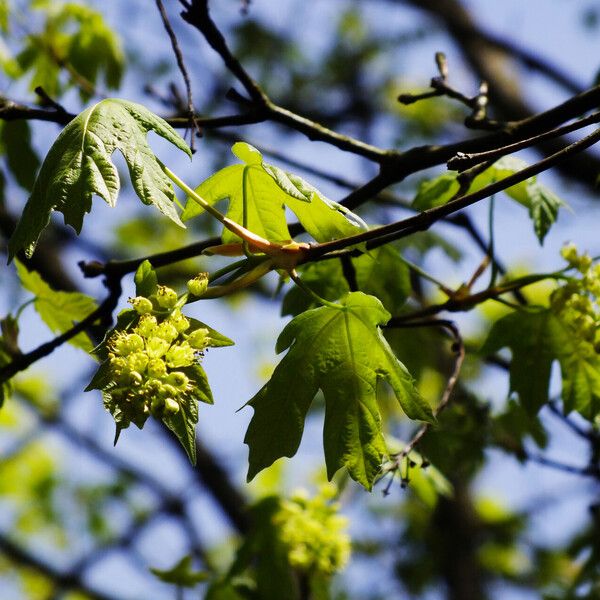 Acer macrophyllum Liść