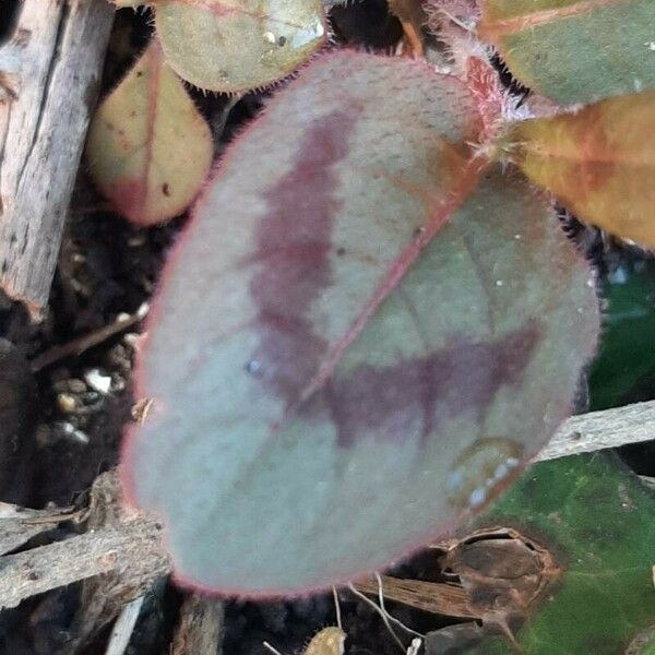 Persicaria capitata Folha