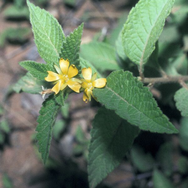 Turnera odorata 花