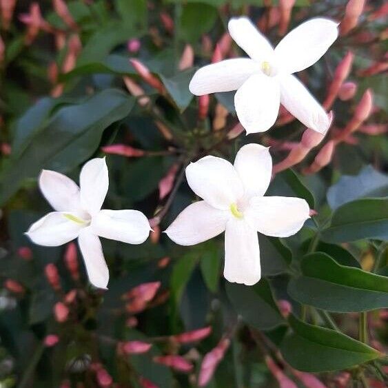 Jasminum polyanthum Květ