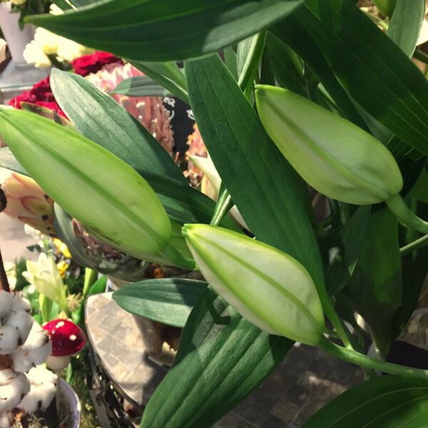 Lilium longiflorum Other