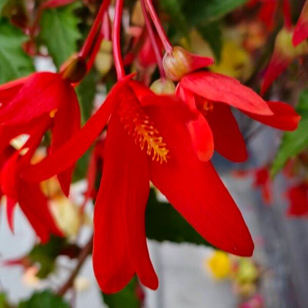 Begonia boliviensis Flor