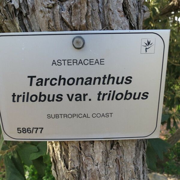 Tarchonanthus trilobus Sonstige