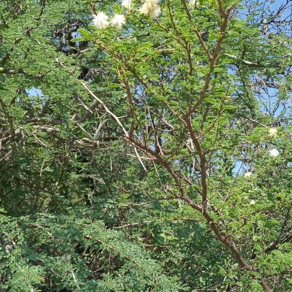 Vachellia etbaica Staniste