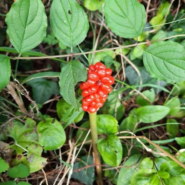 Arisaema triphyllum Plod