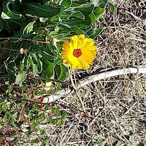 Calendula stellata Õis