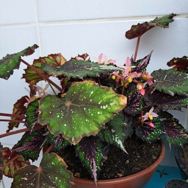 Begonia rex Leaf