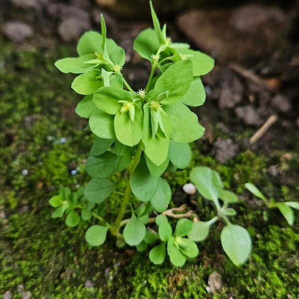 Euphorbia peplus Характер