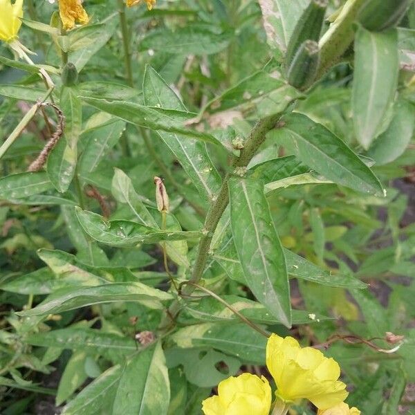 Oenothera parviflora 葉