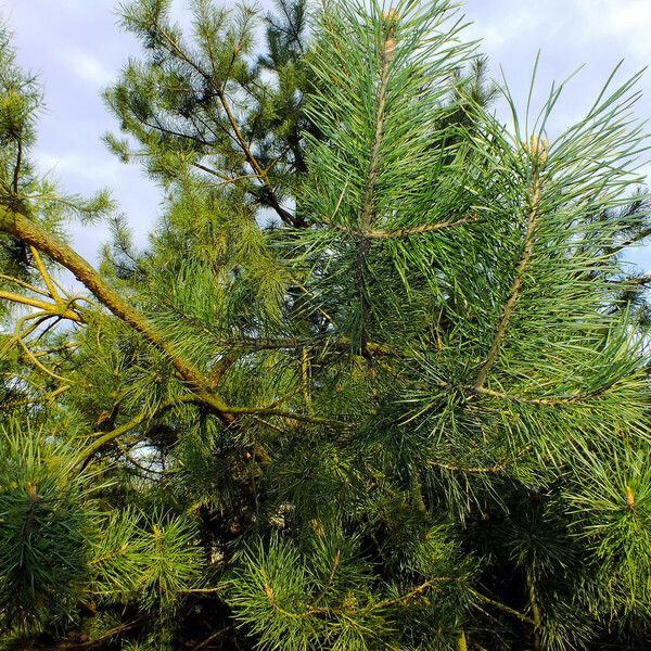 Pinus koraiensis Habit