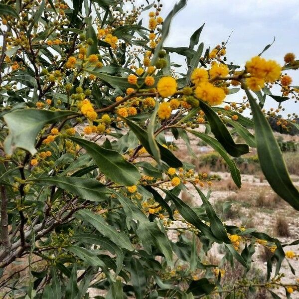 Acacia saligna Çiçek