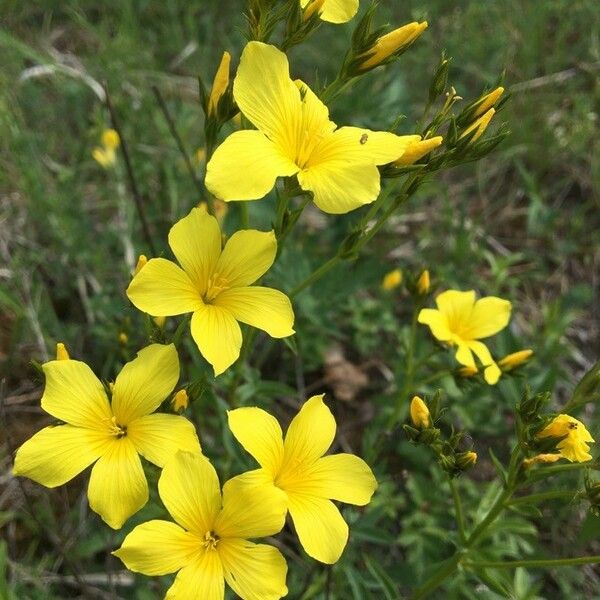 Linum flavum Λουλούδι