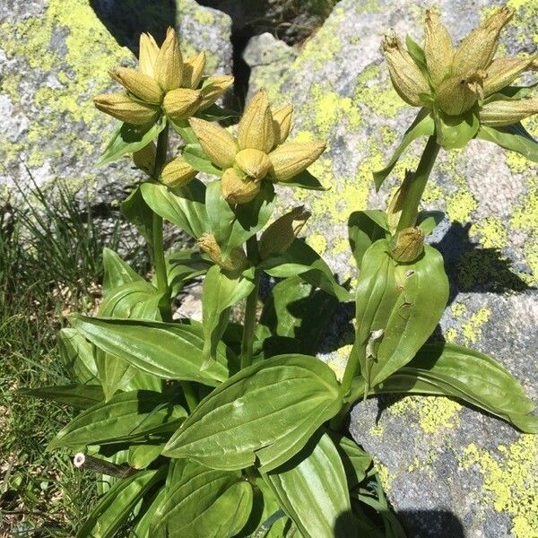 Gentiana punctata Blodyn