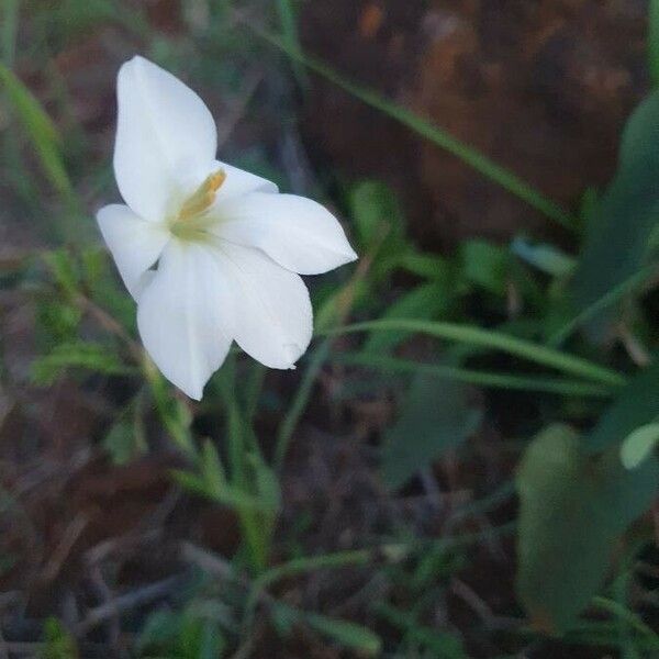 Gladiolus candidus Fiore