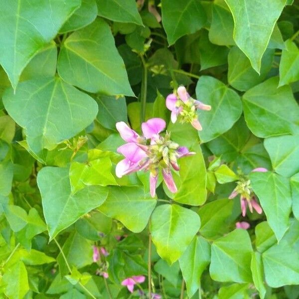 Dipogon lignosus Flower