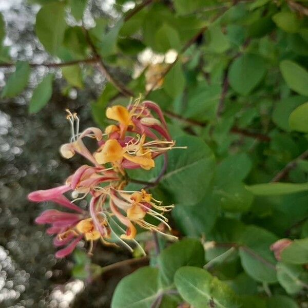 Lonicera etrusca Flower