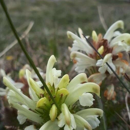 Pedicularis comosa Çiçek