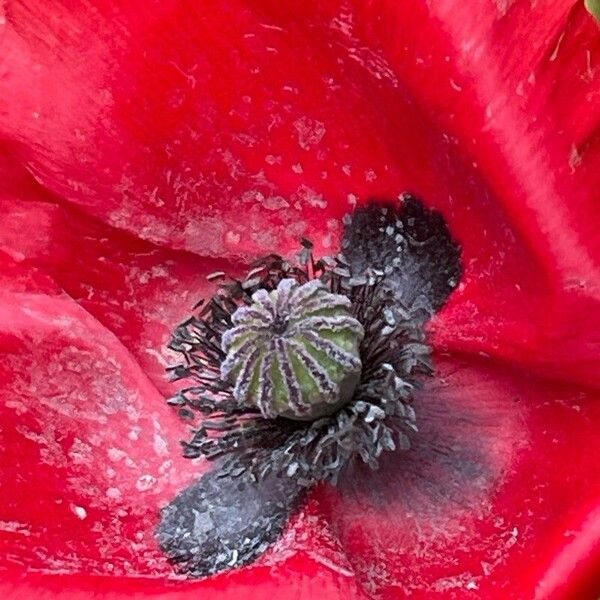 Papaver setiferum 花