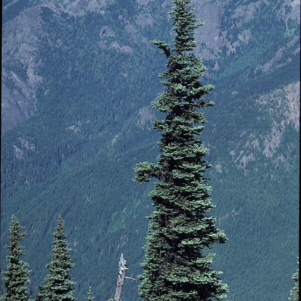 Abies lasiocarpa Pokrój