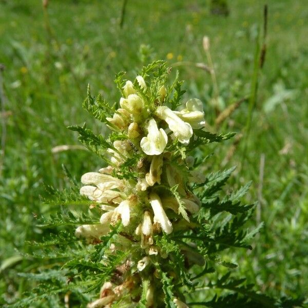 Pedicularis foliosa Žiedas