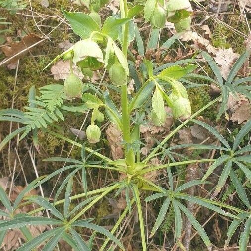 Helleborus foetidus Blomma