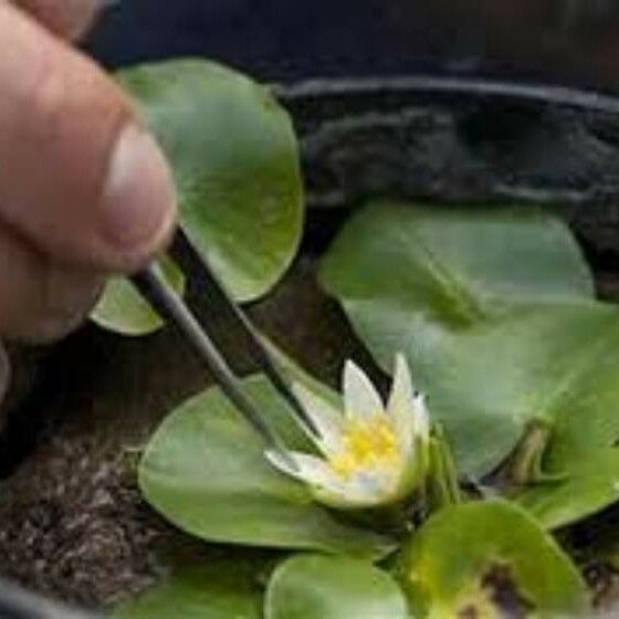 Nymphaea tetragona പുഷ്പം