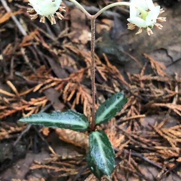 Chimaphila maculata 花