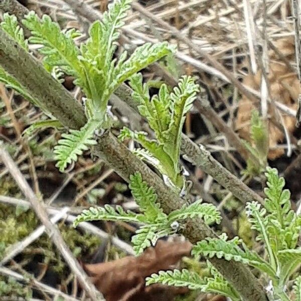 Salvia abrotanoides Rhisgl