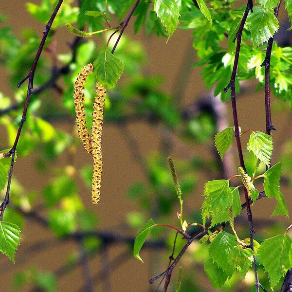 Betula pendula Leaf