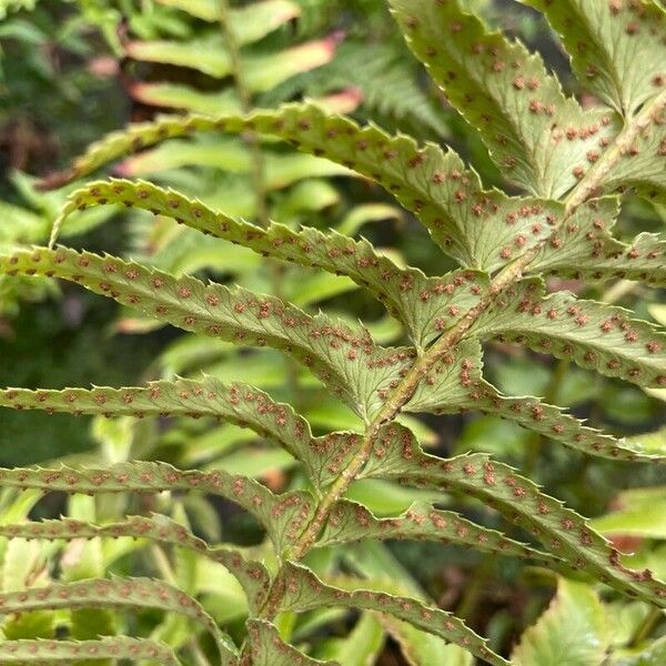 Polystichum munitum Плод