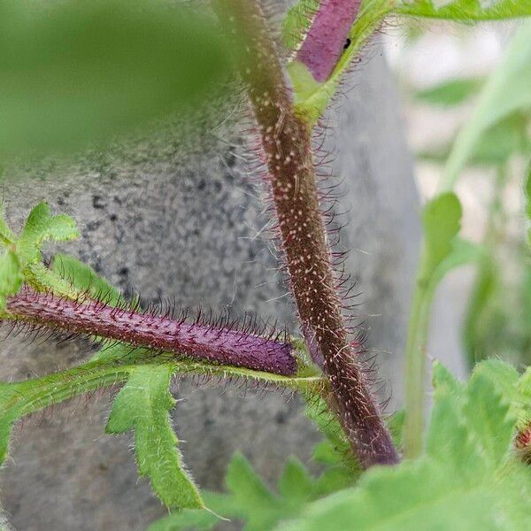 Papaver setiferum Casca