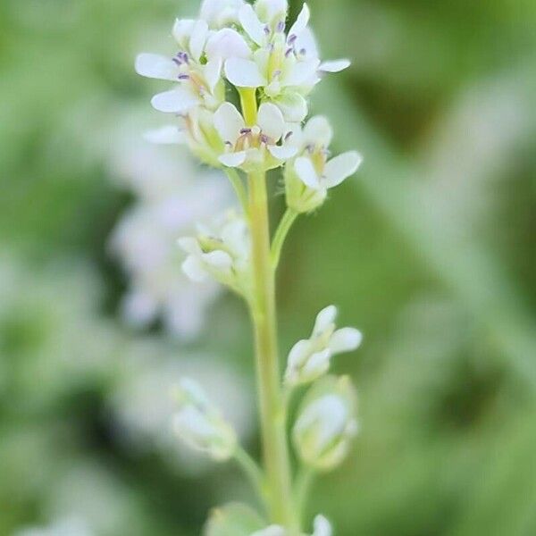 Lepidium sativum Цвят