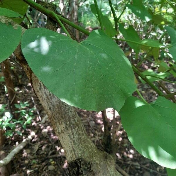 Cissus populnea Leaf