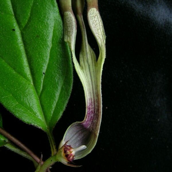 Ceropegia macrantha Хабит