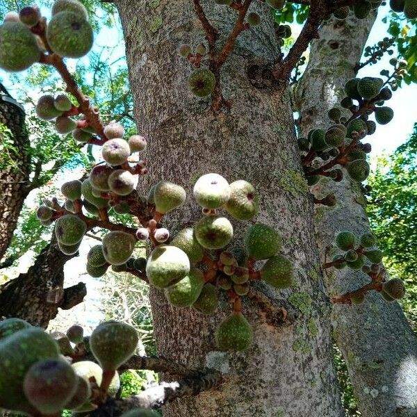 Ficus aspera Frukt