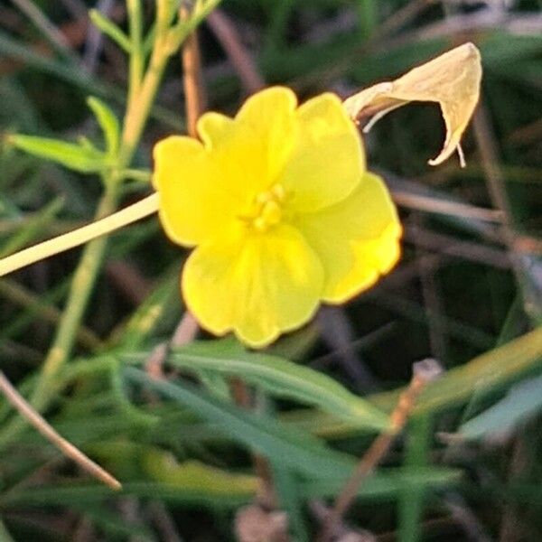 Diplotaxis tenuifolia Λουλούδι